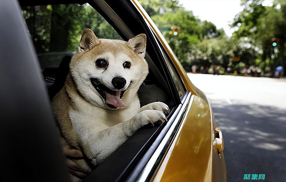 揭秘微笑的狗叫什么