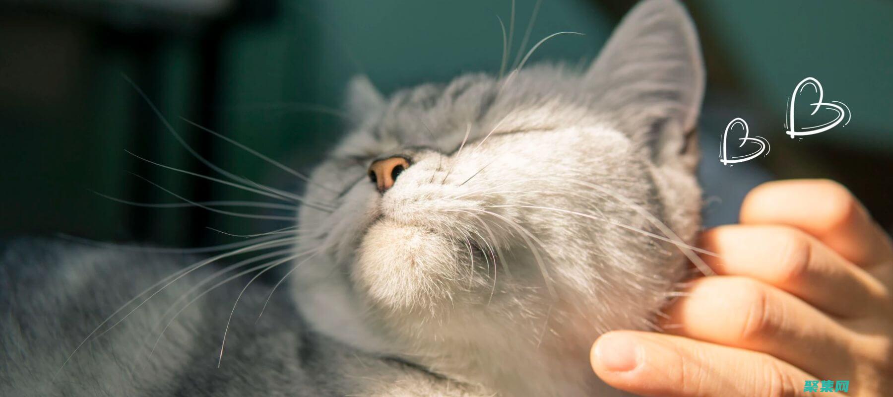 为初学者和经验丰富的开发者提供全面指南