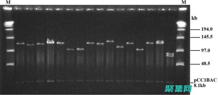 根据IR生成目标代码