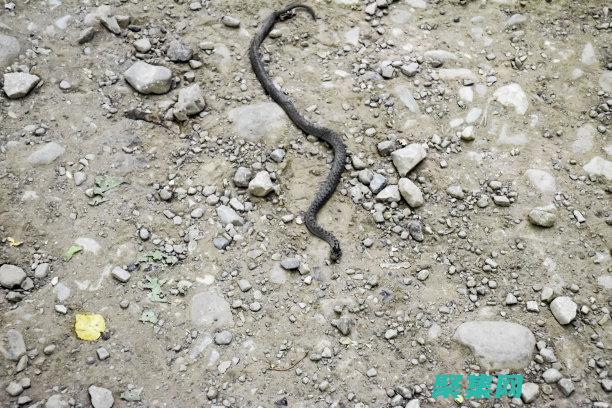 探索ASP源代码的艺术：揭开Web交互背后的秘密 (asp引擎源码)