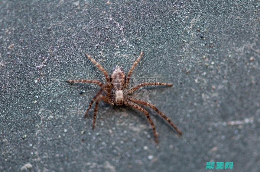 蜘蛛的未来发展