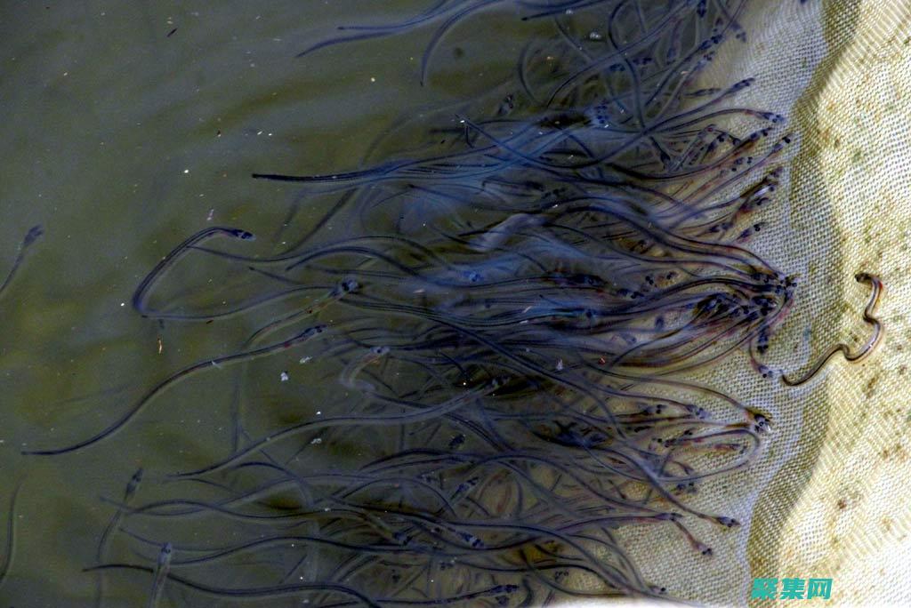 设计和健壮且可扩展的应用