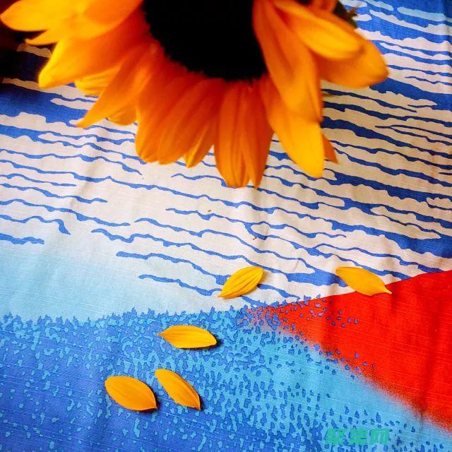 必备的冰壶教学视频