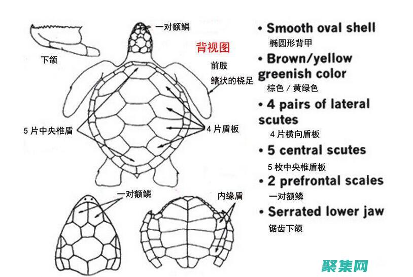乌龟的进化之旅：适应性如何塑造了它们的物种 (乌龟的进化之路)