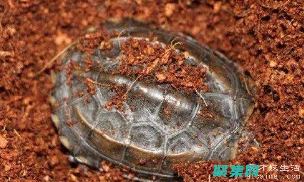 乌龟的医学意义