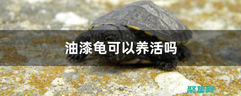 乌龟肉中含有丰富的多不饱和脂肪酸