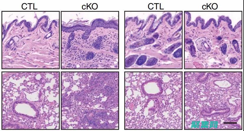 可增强机体免疫力