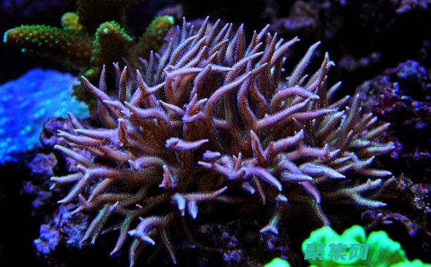 应用程序带来数据操作的强大功能