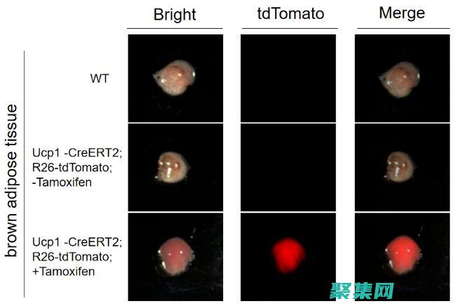 DATABASE语句数据库
