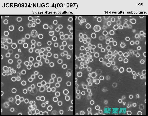 使用 NuGet 在 Visual Studio 中轻松安装 FastReport (使用Numpy数组对象,创建两个33的矩阵,并计算矩阵乘积)