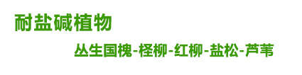驰腾盐松柽柳基地、山东红柳基地、圣柳基地、怪柳基地、柽柳苗、营养杯盐松