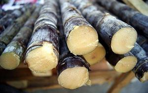 广西黑皮甘蔗网