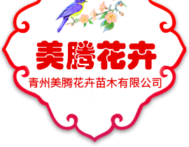 青州美腾花卉苗木有限公司-时令草花和宿根花卉及绿化苗木种植基地