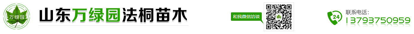 山东法桐苗_山东法桐小苗_山东法桐价格-山东万绿园法桐苗木