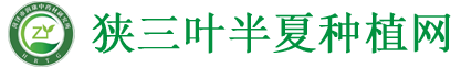 菏泽半夏_半夏种子_半夏种苗_半夏基地_菏泽市狭三叶半夏研究所