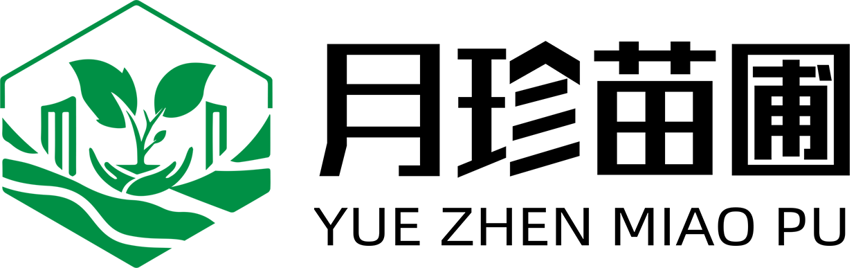 南京月珍苗圃常绿_树苗_种植基地官网