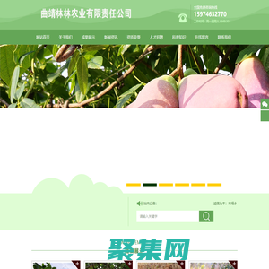 八月瓜种植_八月瓜苗木培育_八月瓜种苗_八月瓜种植技术_曲靖林林农业有限责任公司