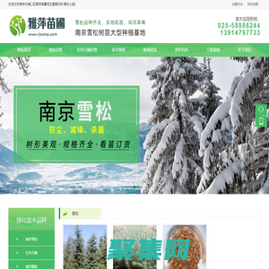 雪松-雪松价格-雪松小苗-大型雪松基地「南京雅萍苗圃场」