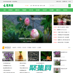 花卉街 - 专业的花卉图片、花卉知识网站