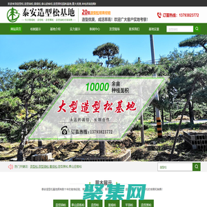 造型松|泰山迎客松|造型油松-泰安小苹果园林