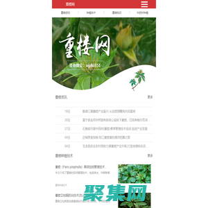 重楼的功效与作用-重楼种植技术-重楼网