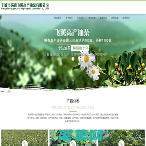 油茶树苗-高产油茶树苗-树苗-苗圃基地-高产油茶-丰城市岗霞飞腾高产油茶有限公司