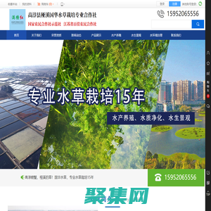 国华水草-高淳县桠溪国华水草栽培专业合作社-国家农民合作社示范社-轮叶黑藻-芽孢-伊乐藻-四季苦草