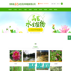 安新县菡艺水生花卉种植有限公司
