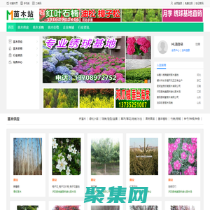 苗木站_苗木求购信息|苗木供应信息|绿化苗木价格_第一苗木站_专业苗木网站