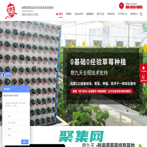 草莓种苗,草莓脱毒种苗,草莓生产苗,红颜草莓种苗,草莓种苗批发-合肥市艳九天农业科技有限公司