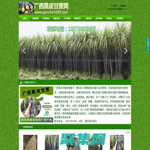 广西黑皮甘蔗网