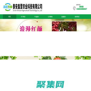 车厘子樱桃苗 - 泰安鑫萱农业科技有限公司