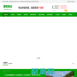 鹅苗,鹅苗批发,鹅苗价格,鹅苗技术,山东郓城鑫隆鹅业鹅苗孵化场